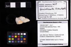 Foto (Objekt + Etiketten) von Goniodromites bidentatus (Reuss, 1859) 